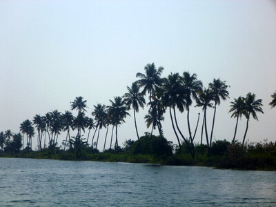 Kerala Waters Palm Trees photo