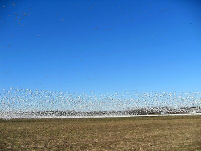 Geese snow 