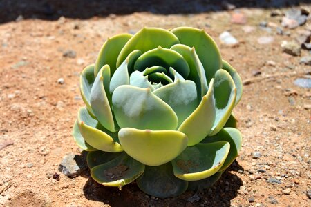 Plant nature cacti photo