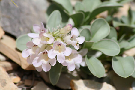 Parachute beardtongue flower