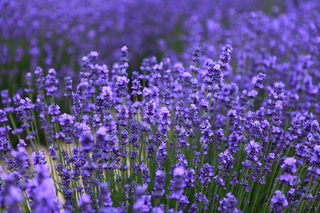 Flower purple plant