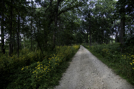 Pathway through the woods at Cherokee Marsh photo