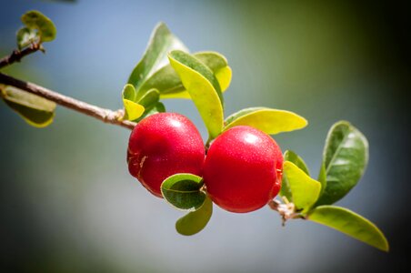 Beautiful Photo cherries food