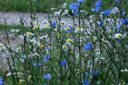 Flowers summer flowers wild plants