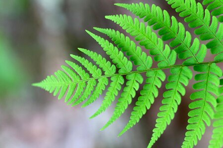 Close-Up fern green leaf photo