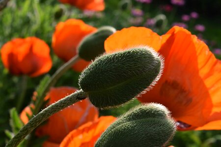 Beautiful Flowers blooming blossom