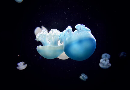 Jelly Blubber Australian Blue Jellyfish photo