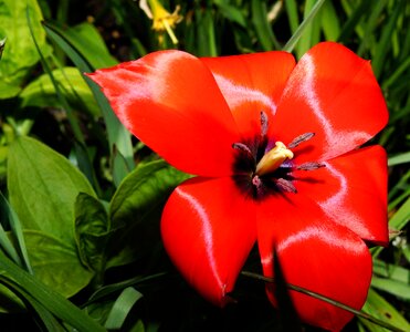 Stamp pollen flower macro