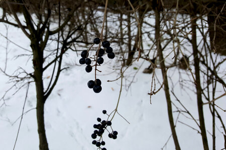 Black berry photo