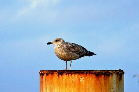 Gull baltic sea bird