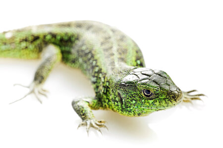 Green Lizard - Close up photo