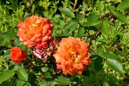 Botanic bright shrub