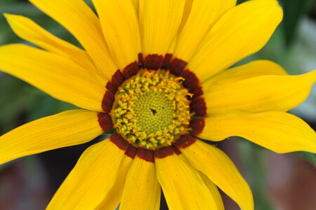 Sunflower Beautiful Close