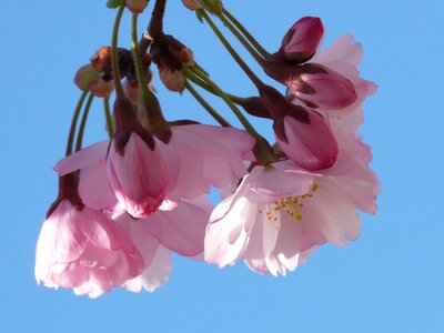 Flowers pink japanese cherry trees photo