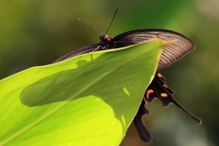 Animal arthropod beautiful