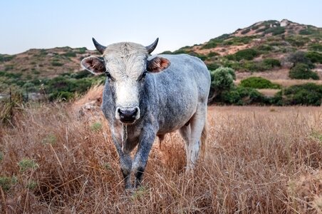 Cattle livestock farming photo