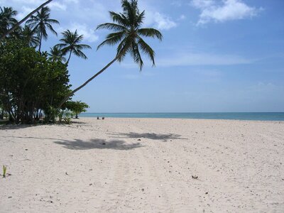 Beautiful beach dream holiday palm photo