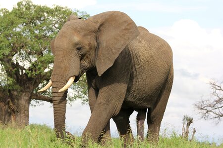 Elephant wild animal safari