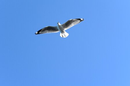 Flying soar seagull