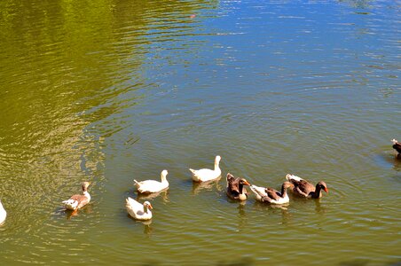 Ducks flock pool