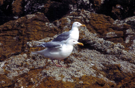 Glaucous-winged Gulls photo