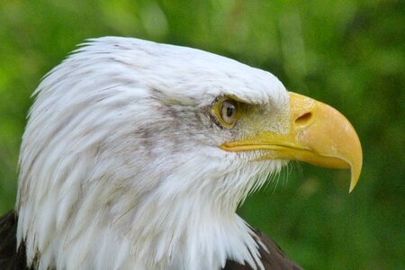 Bald eagle close up bird of prey