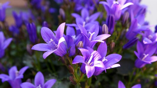 Purple lilac sunlight