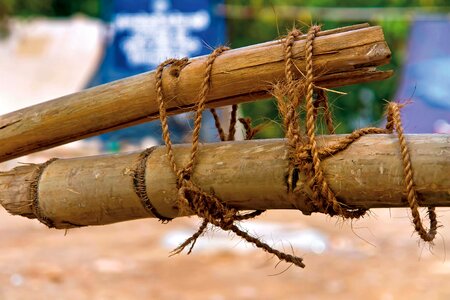 Bamboo cane daylight photo