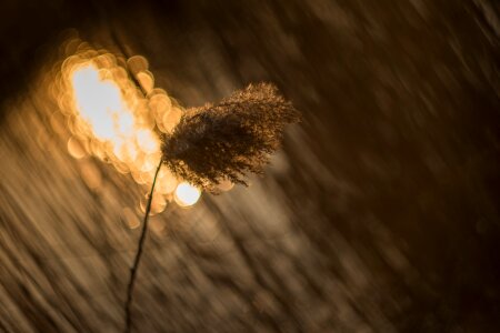 Reeds plants bokeh