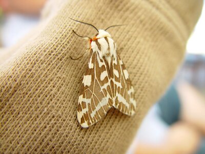Bug moth 