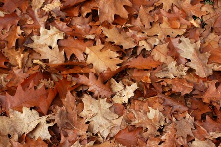 Brown leaves in the autumn on the ground photo