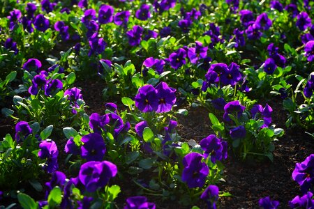 Bloom violet viola photo