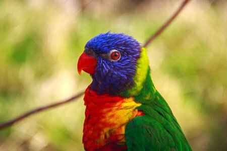 Parrot colors feathers