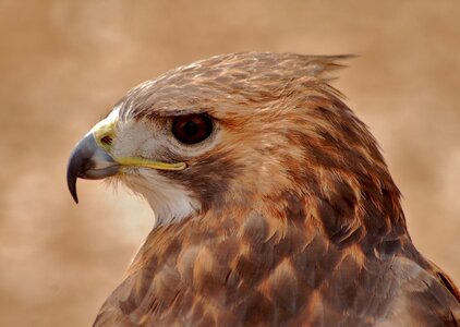 Bird nature natural
