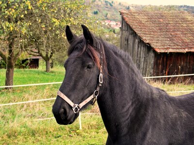 Friendly attention horse head