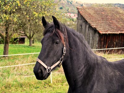 Friendly attention horse head photo