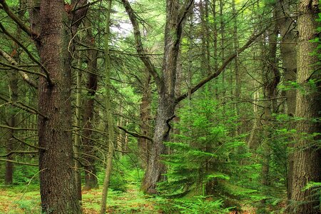 Bark branch conifer