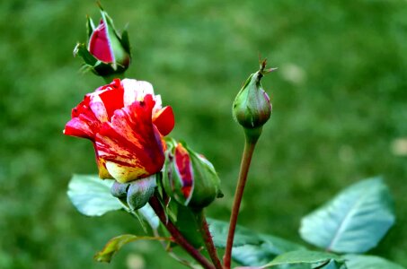 Beautiful Flowers beautiful photo bloom