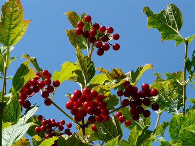 Ripe fruits viburnum opulus photo