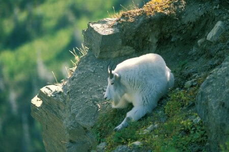 Cliff wildlife nature photo