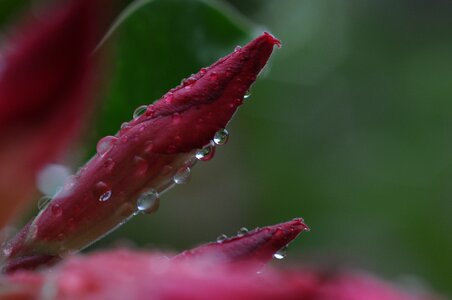 Dew petal bloom photo