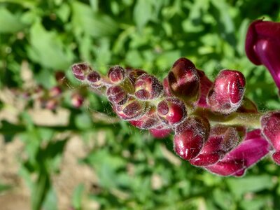 Flower Garden horizontal herb