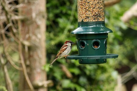 Feeder feeding nature photo