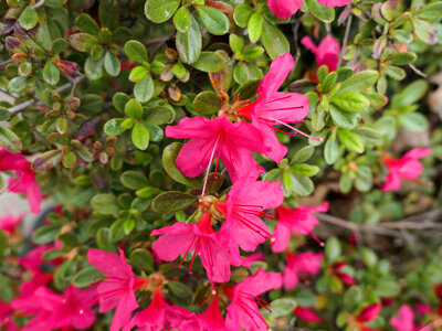 Pink Flowers in Bush