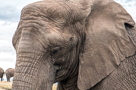 Africa animal close