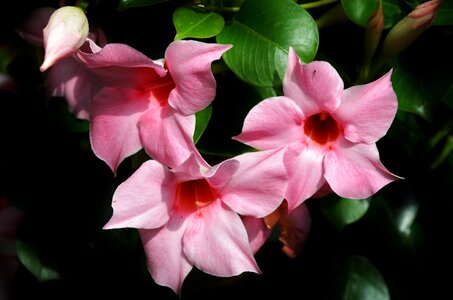 Spring lila flower