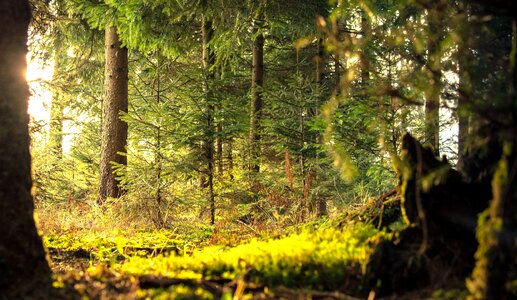 Beautiful Photo environment forest