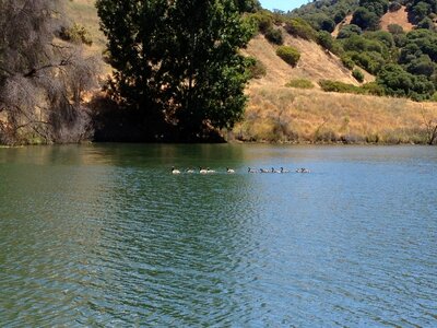 Lake water birds