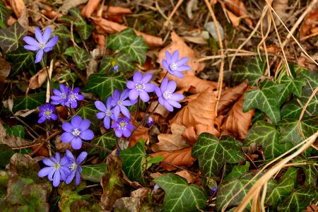 Ivy flowers forest photo