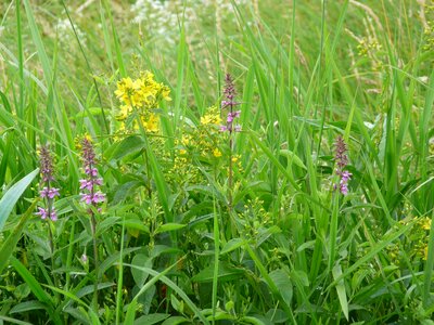 Nature conservation nature moist